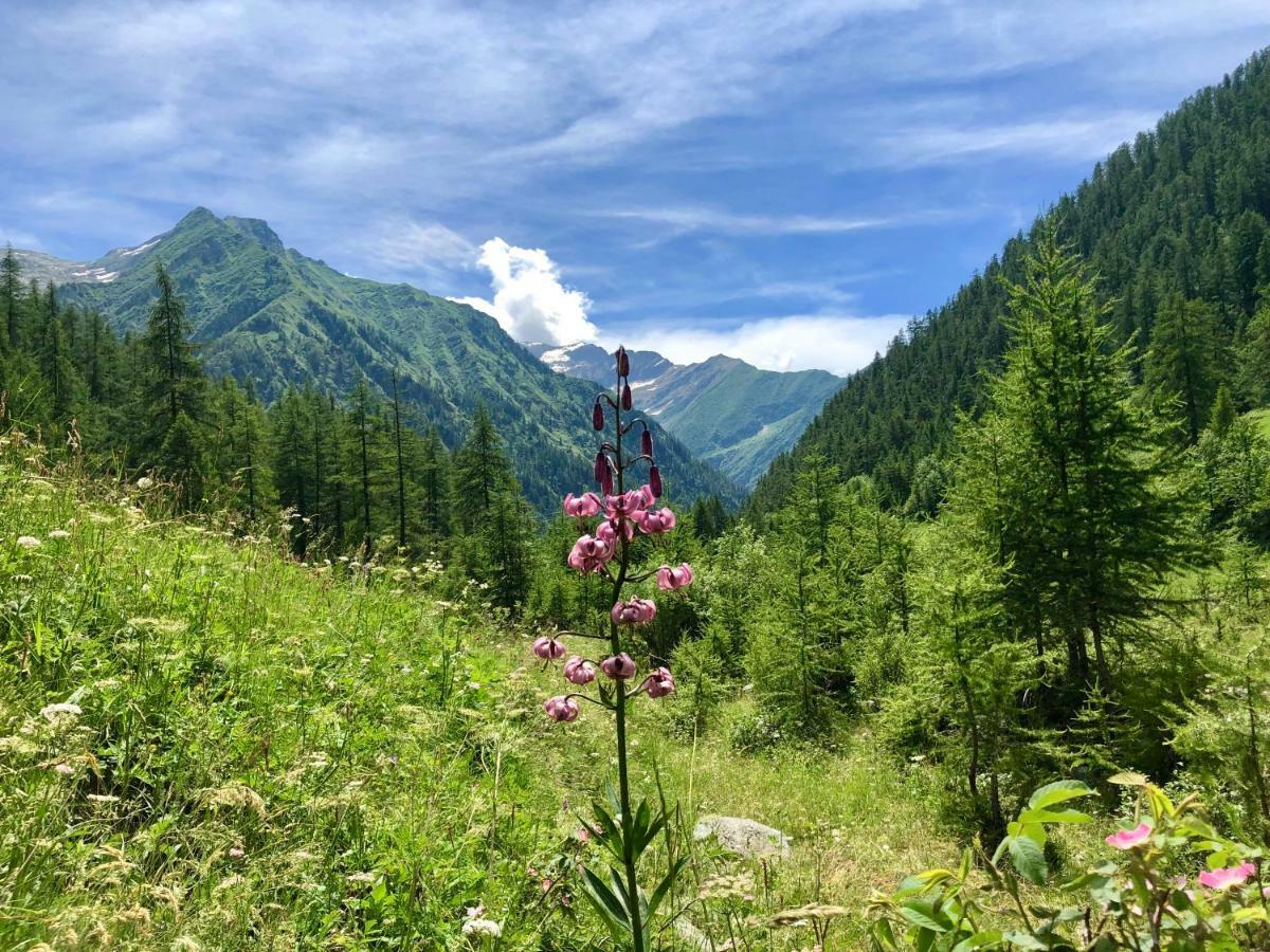 Chalet Rosa Dei Monti Piamprato Exteriér fotografie